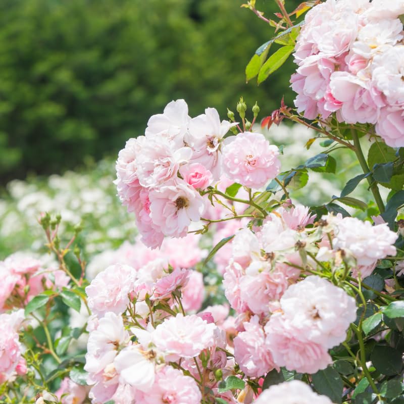 Amazon.com : Pink New Dawn Rose Live Plant, Rose Bush Plant, 5-9